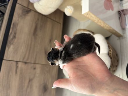 BKH Kitten Reinrassig & liebevoll aufgezogen