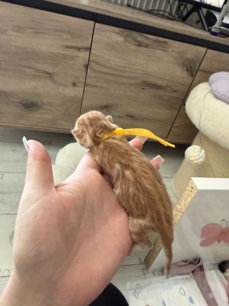 BKH Kitten Reinrassig & liebevoll aufgezogen