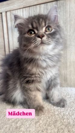 Perserkitten mit Nase