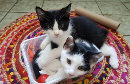 Hinreißende Mischlingskaterchen * Kitten * EKH - Maine Coon - Heilige Birma - Mix * Kater