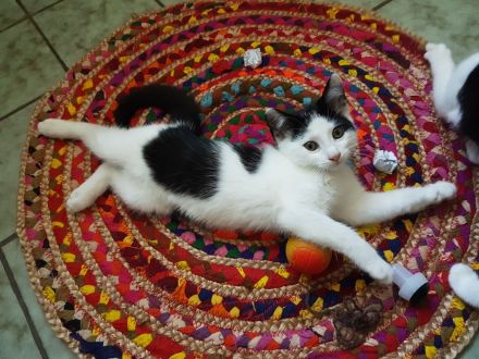 Hinreißende Mischlingskaterchen * Kitten * EKH - Maine Coon - Heilige Birma - Mix * Kater
