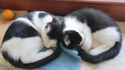 Hinreißende Mischlingskaterchen * Kitten * EKH - Maine Coon - Heilige Birma - Mix * Kater