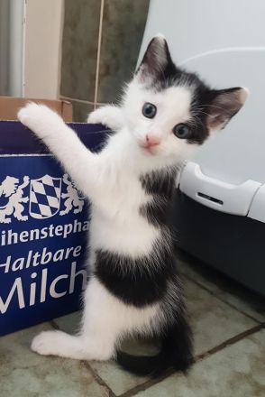 Hinreißende Mischlingskaterchen * Kitten * EKH - Maine Coon - Heilige Birma - Mix * Kater