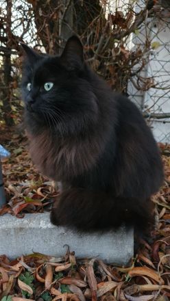 Hinreißende Mischlingskaterchen * Kitten * EKH - Maine Coon - Heilige Birma - Mix * Kater