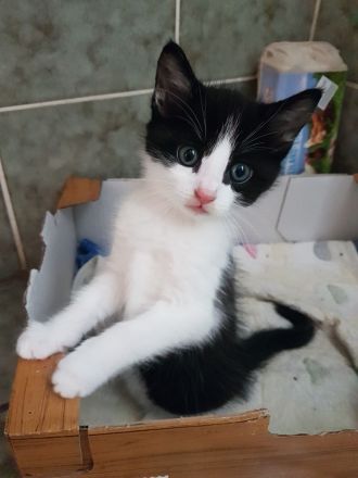 Hinreißende Mischlingskaterchen * Kitten * EKH - Maine Coon - Heilige Birma - Mix * Kater