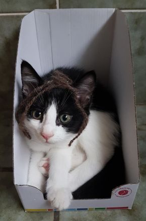 Hinreißende Mischlingskaterchen * Kitten * EKH - Maine Coon - Heilige Birma - Mix * Kater