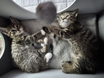 🐾 Zwei zuckersüße Maine Coon-Mix Kitten suchen ein liebevolles Zuhause! 🐾