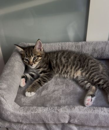 🐾 Zwei zuckersüße Maine Coon-Mix Kitten suchen ein liebevolles Zuhause! 🐾