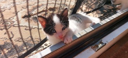 Kitten abzugeben Katze Kater Babykatze
