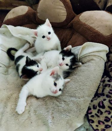 Kitten abzugeben Katze Kater Babykatze