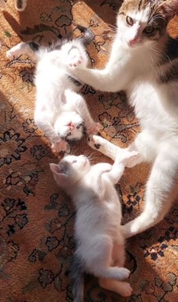 Kitten abzugeben Katze Kater Babykatze