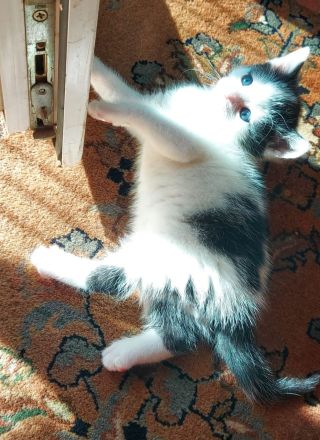 Kitten abzugeben Katze Kater Babykatze