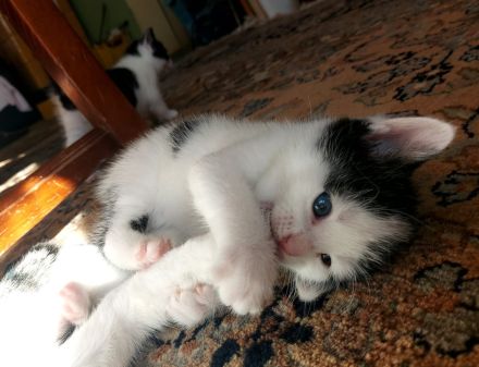 Kitten abzugeben Katze Kater Babykatze