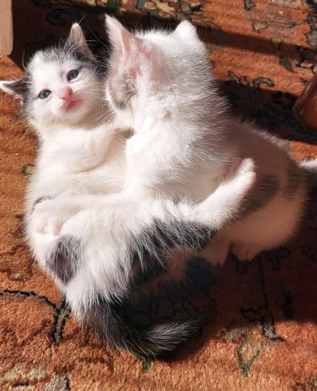 Kitten abzugeben Katze Kater Babykatze