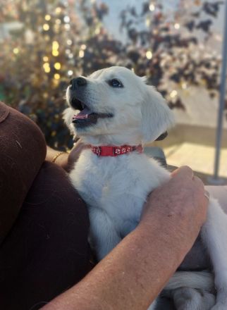 Zuckerschock hoch X: Unsere Golden Retriever Welpen suchen ein Körbchen!