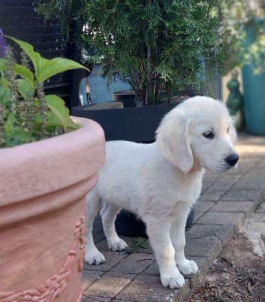 Reinrassiger Golden Retriever Welpe \"Friedel\" (verspielt & verschmust) sucht sein Traumzuhause!