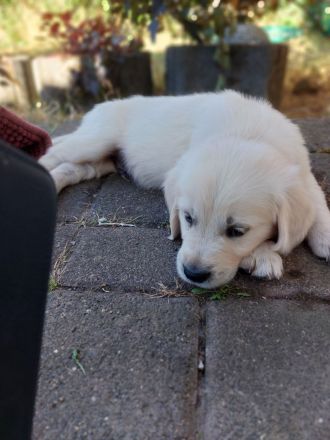 Zuckerschock hoch X: Unsere Golden Retriever Welpen suchen ein Körbchen!