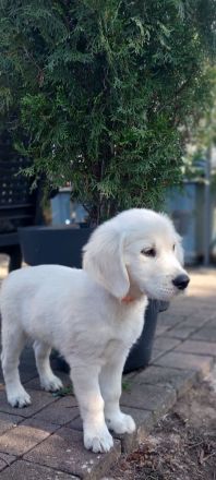 Traumhaftes Welpenmädchen FLY sucht ihren Lebensplatz!