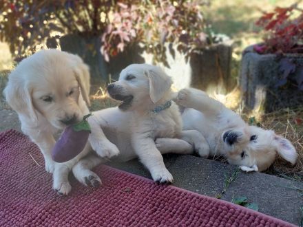 Tolle Golden retriever Welpen mit Ahnentafel