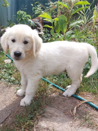 Zuckerschock hoch X: Unsere Golden Retriever Welpen suchen ein Körbchen!