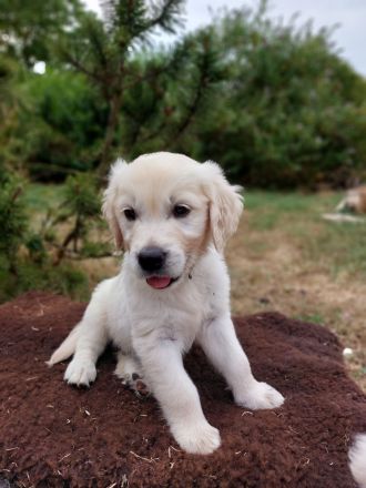 Tolle Golden retriever Welpen mit Ahnentafel