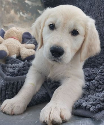 Zuckerschock hoch X: Unsere Golden Retriever Welpen suchen ein Körbchen!