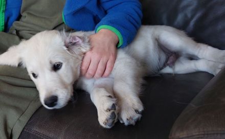 Reinrassiger Golden Retriever Welpe \"Friedel\" (verspielt & verschmust) sucht sein Traumzuhause!