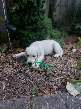 Reinrassiger Golden Retriever Welpe \"Friedel\" (verspielt & verschmust) sucht sein Traumzuhause!