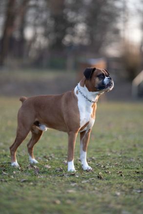 Charmanter und gesunder Deutscher Boxer Deckrüde sucht passende Boxer-Hündin