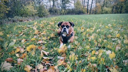 Charmanter und gesunder Deutscher Boxer Deckrüde sucht passende Boxer-Hündin