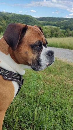 Charmanter und gesunder Deutscher Boxer Deckrüde sucht passende Boxer-Hündin