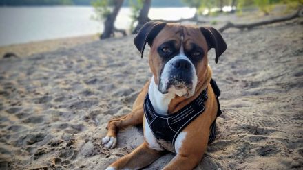 Charmanter und gesunder Deutscher Boxer Deckrüde sucht passende Boxer-Hündin