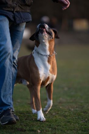 Charmanter und gesunder Deutscher Boxer Deckrüde sucht passende Boxer-Hündin