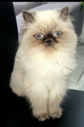 Verschmuste einjährige Perserkatze sucht allerbeste Hände ❤️