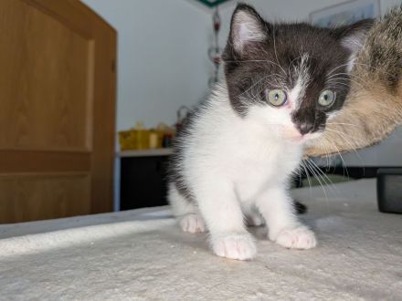 4 süße Katerchen in liebevolle Hände