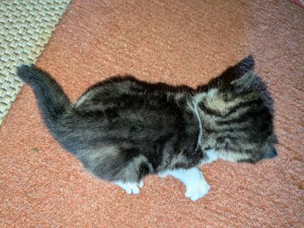 4 süße Katerchen in liebevolle Hände