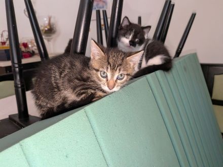 4 süße Katerchen in liebevolle Hände
