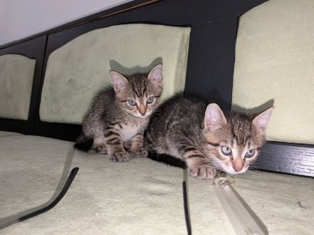 4 süße Katerchen in liebevolle Hände