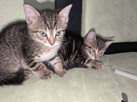 4 süße Katerchen in liebevolle Hände