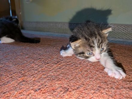 4 süße Katerchen in liebevolle Hände