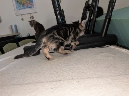 4 süße Katerchen in liebevolle Hände
