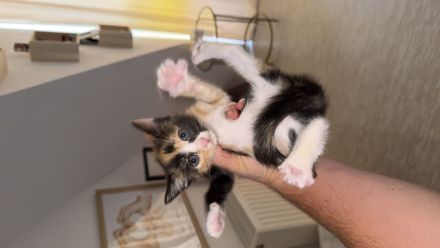 Europäische Kurzhaar, Katze