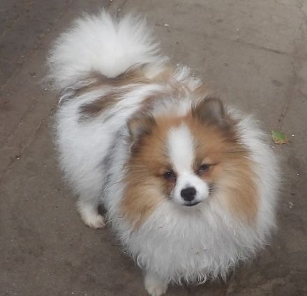 Zwergspitz/Pomeranian Rüde