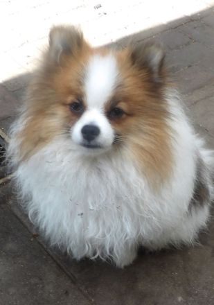 Zwergspitz/Pomeranian Rüde