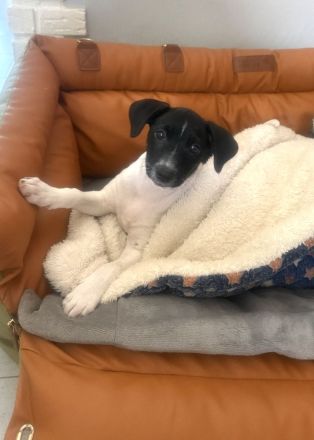 Robbie ein tolles Kerlchen