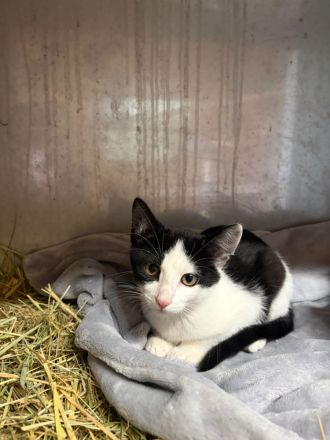 Katzenbabys Kitten