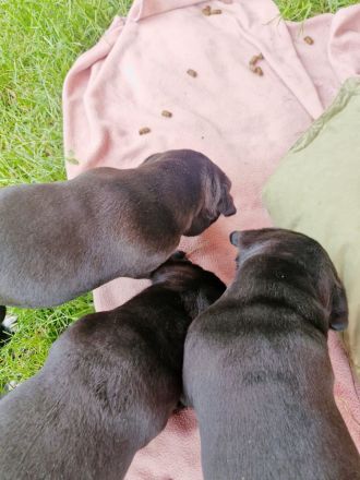 Welpen 6 Mädchen