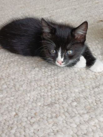 2 süße Hauskatzen-Kitten suchen ein liebevolles Zuhause