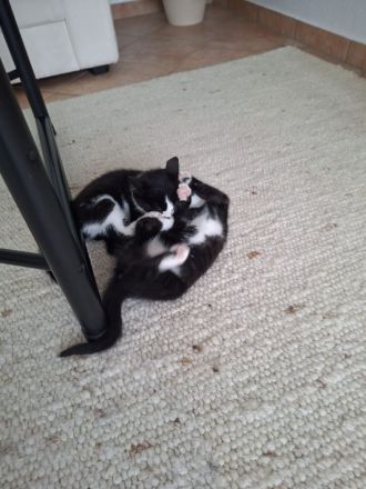 2 süße Hauskatzen-Kitten suchen ein liebevolles Zuhause