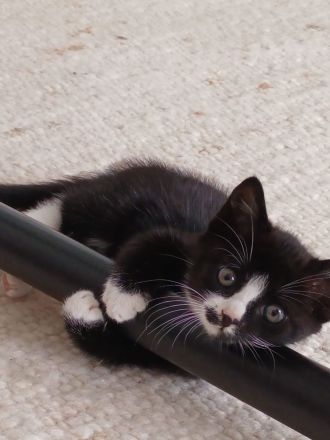 2 süße Hauskatzen-Kitten suchen ein liebevolles Zuhause